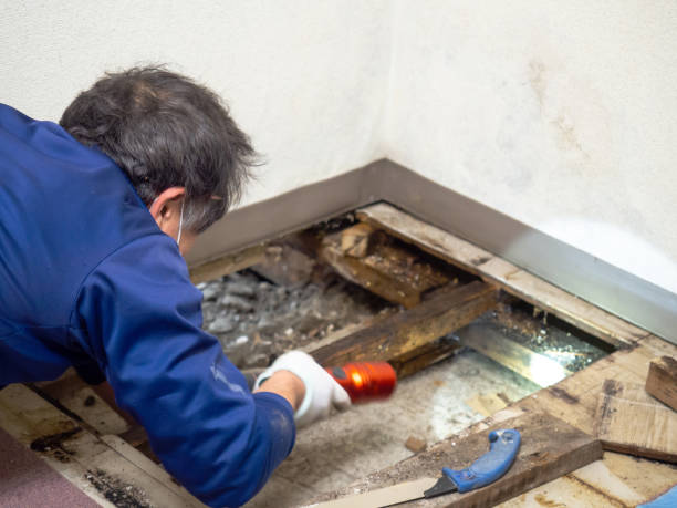 Best Attic Mold Removal  in South Congaree, SC