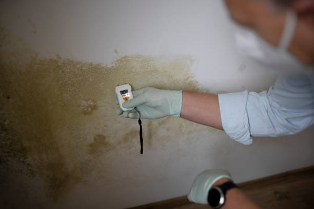 Best Toxic Mold Removal  in South Congaree, SC