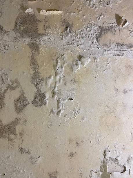 Best Mold Remediation Services  in South Congaree, SC
